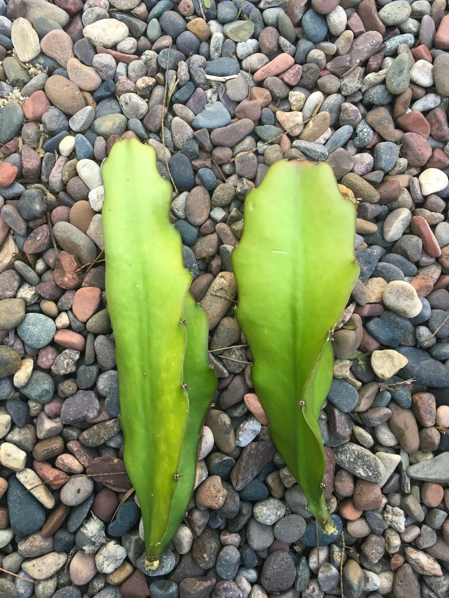 2 “Cosmic Charlie ”  Sweet Pink Flesh Dragon Fruit Cuttings Healthy Harvesters