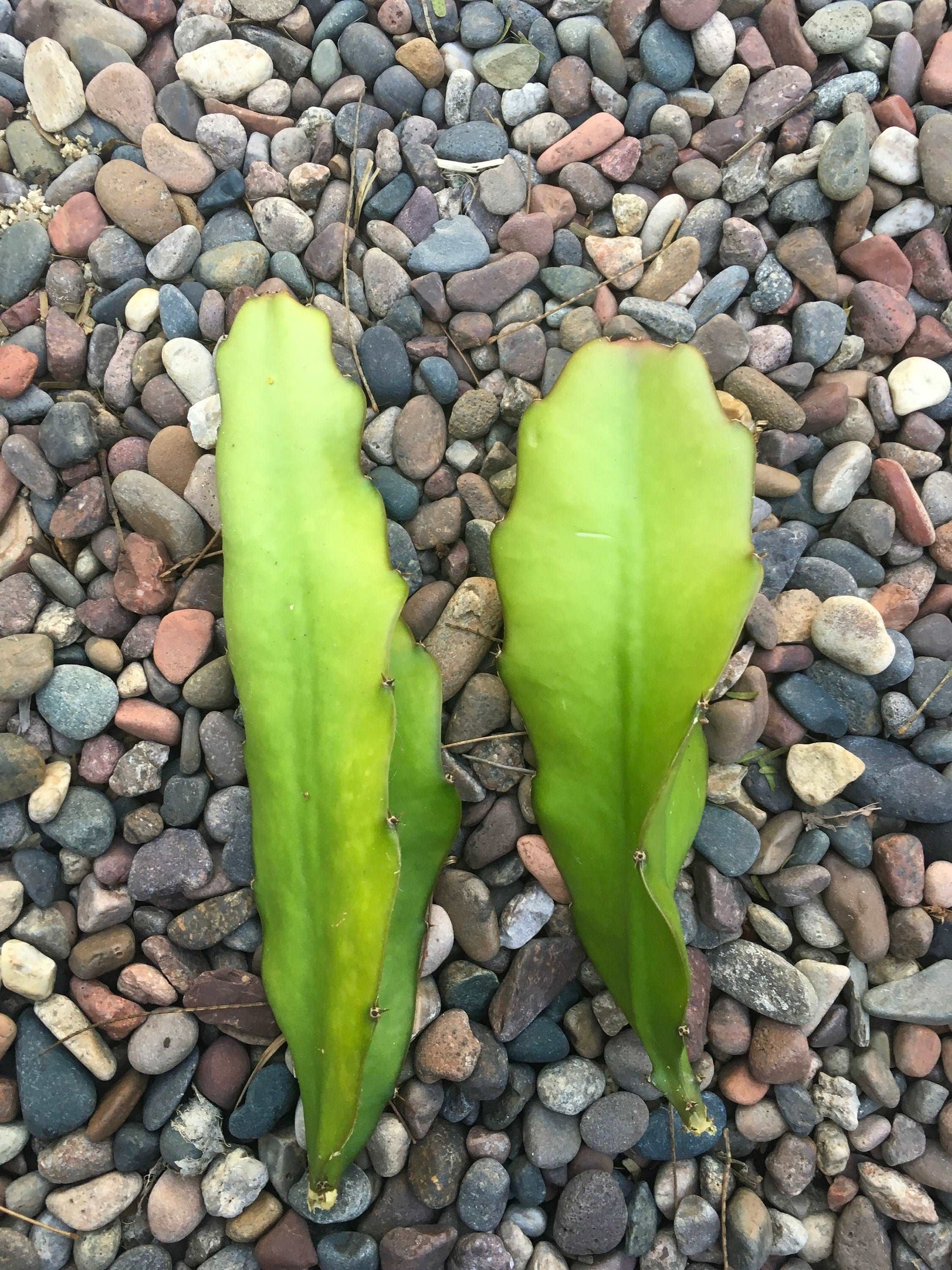 2  Halley’s Comet Dragon Fruit Cuttings Healtny Harvesters