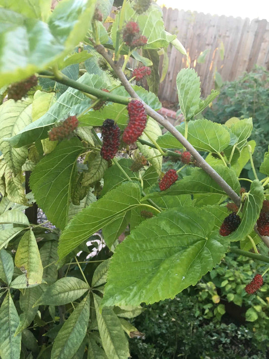 4 Persian Black Mulberry Tree Cuttings Healthy Harvesters