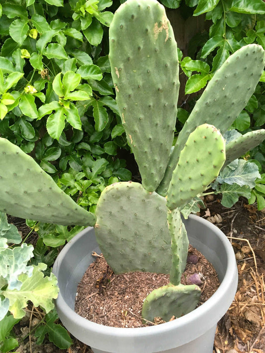 3 Spineless Edible Nopales Prickly Pear Cactus Pads | Opuntia Cacanapa Healthy Harvesters