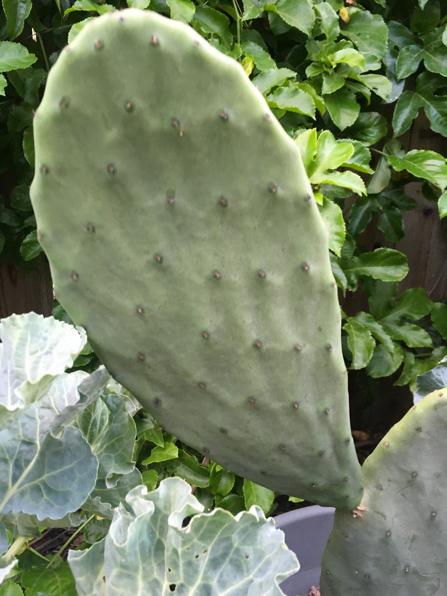 Large Spineless Edible Nopales Prickly Pear Cactus Pads | Opuntia Cacanapa
