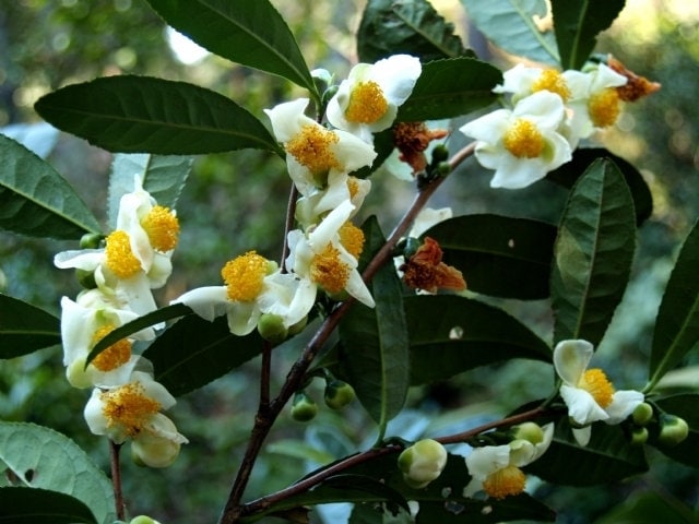 Green tea flowers