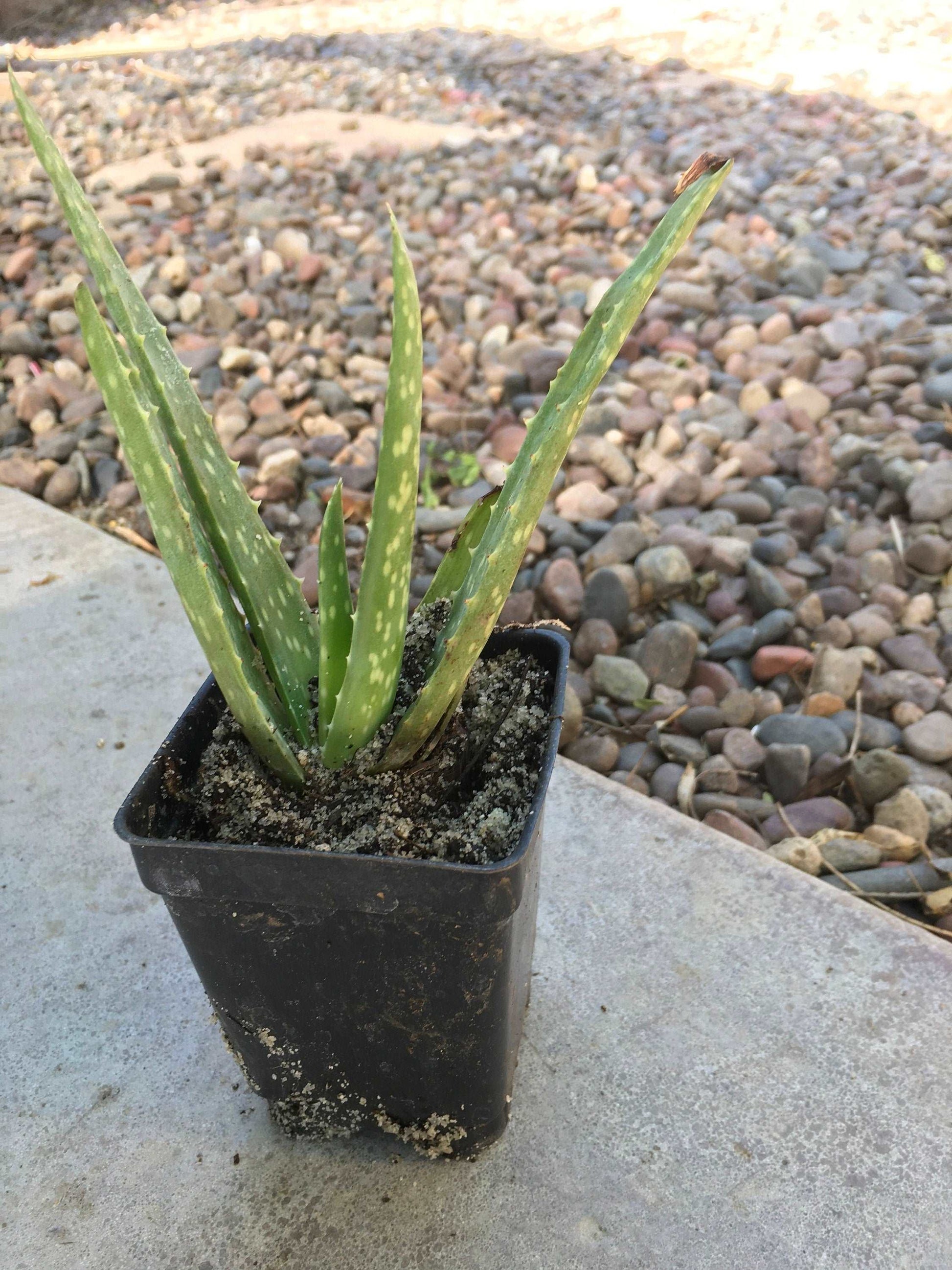 Aloe Vera 