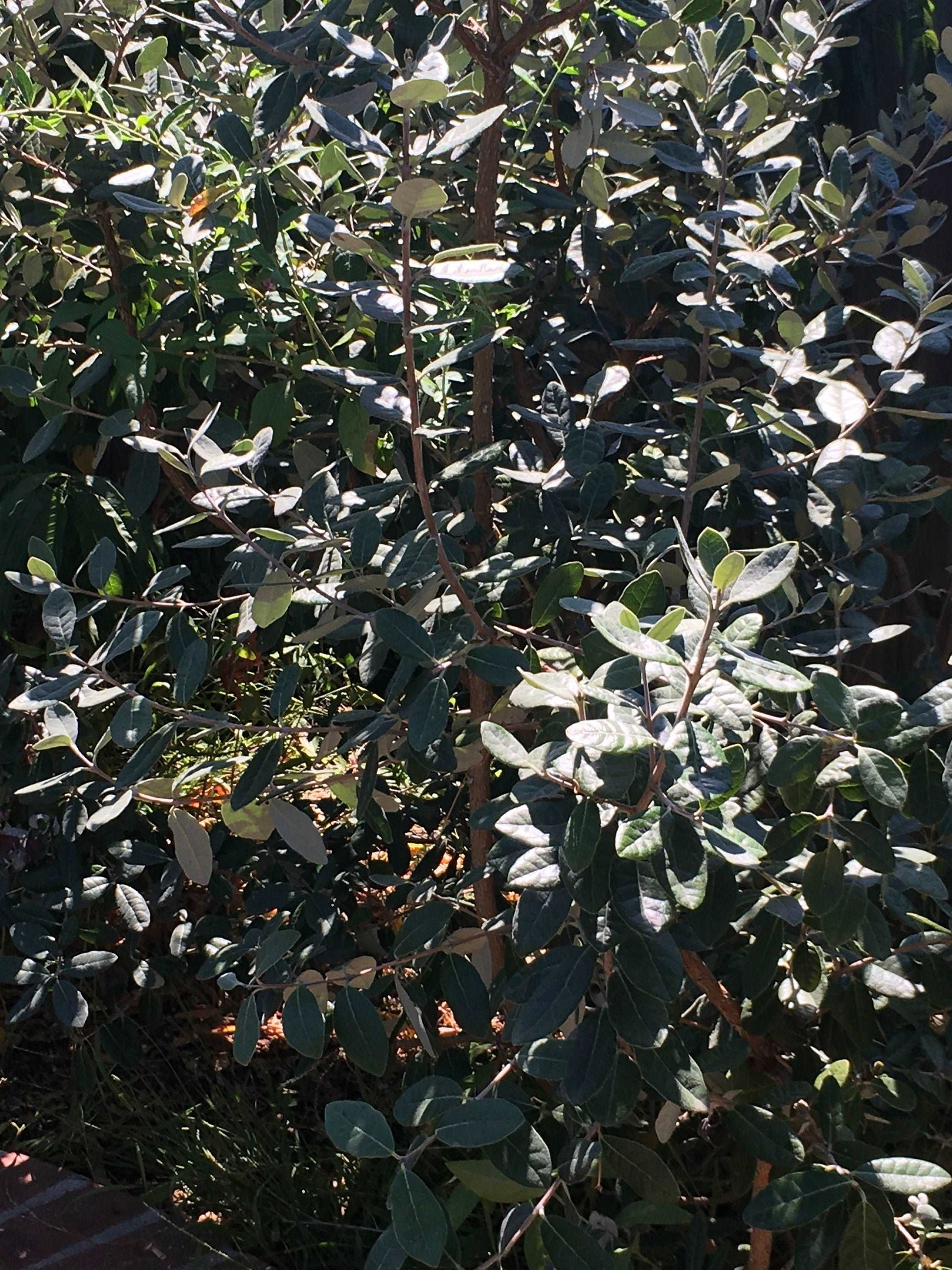 Pineapple Guava Plant