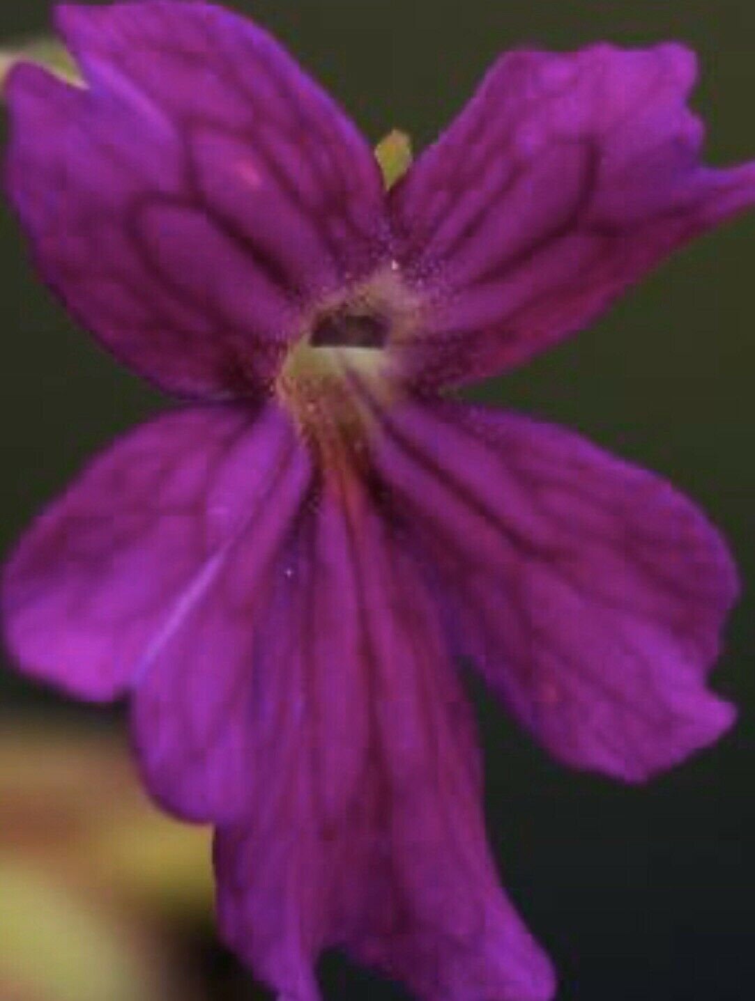 Pinguicula laueana x emarginata Rainbow Carnivorous Plants LLC