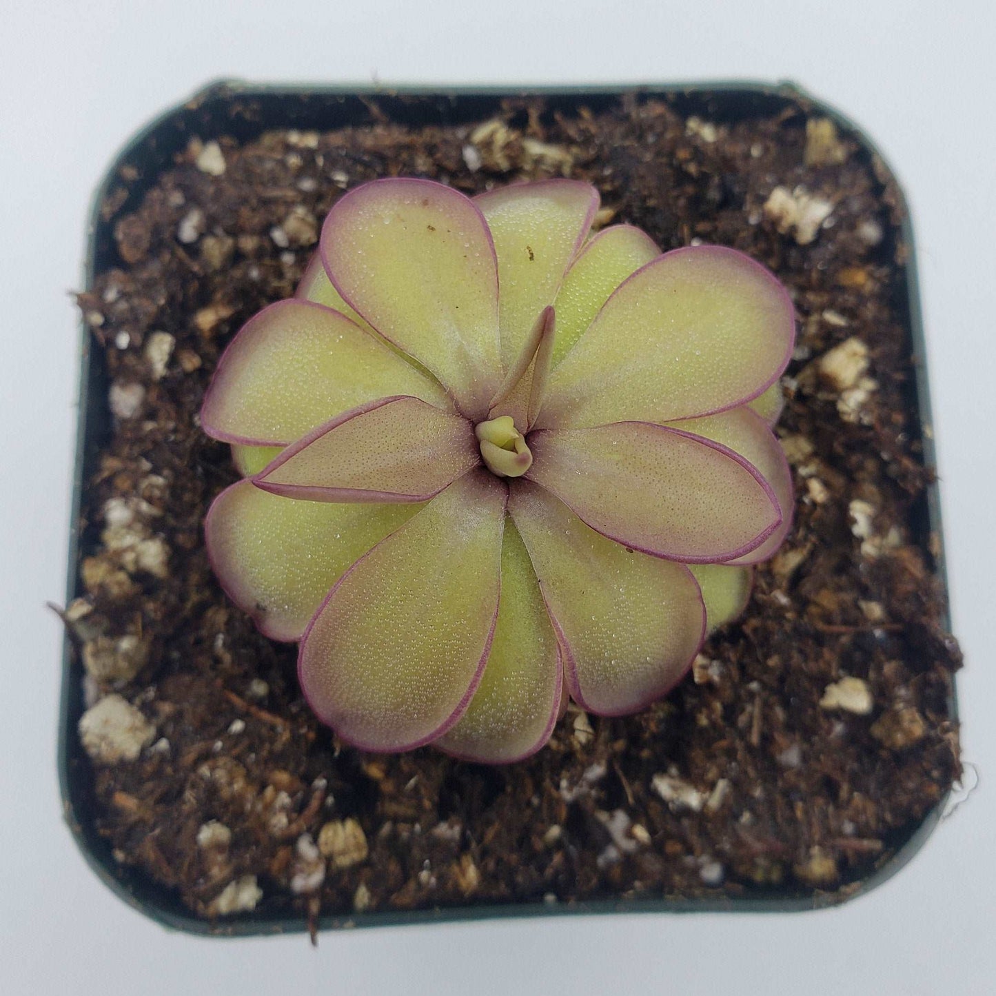 Pinguicula laueana x emarginata Rainbow Carnivorous Plants LLC