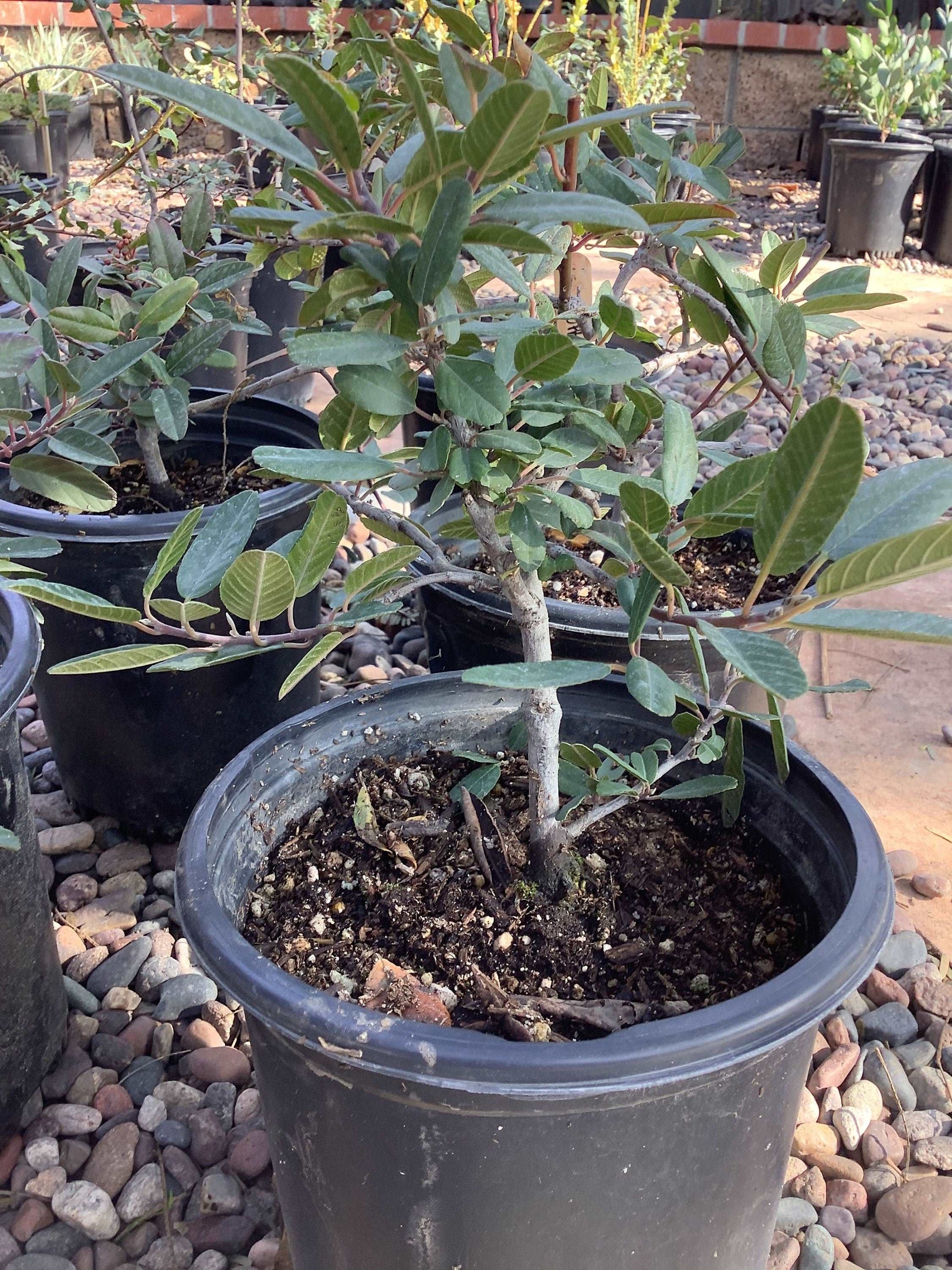 Coffeeberry Plant- Rhamnus californica Healthy Harvesters