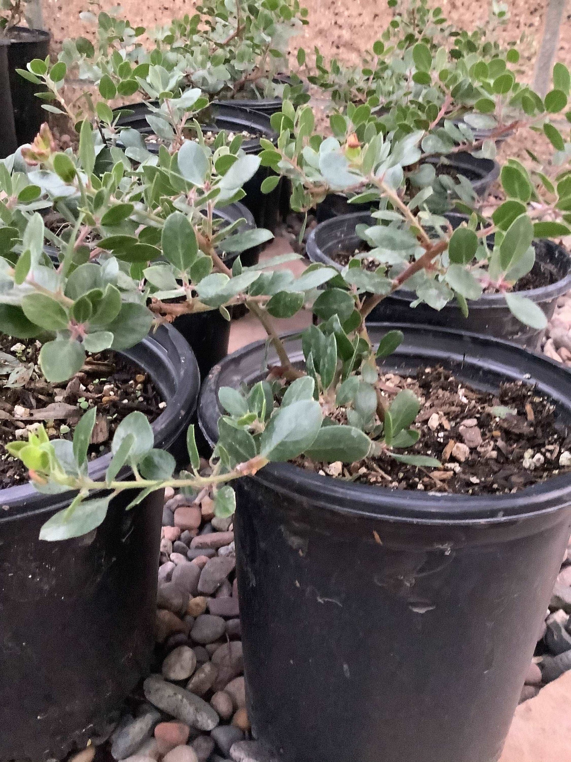Big Sur'-Manzanita Arctostaphylos edmundsii 'Plant Healthy Harvesters