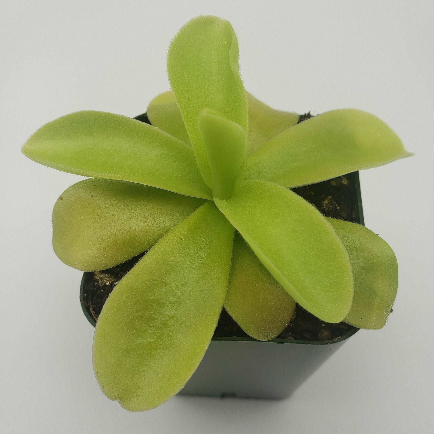 Pinguicula gigantea Rainbow Carnivorous Plants LLC