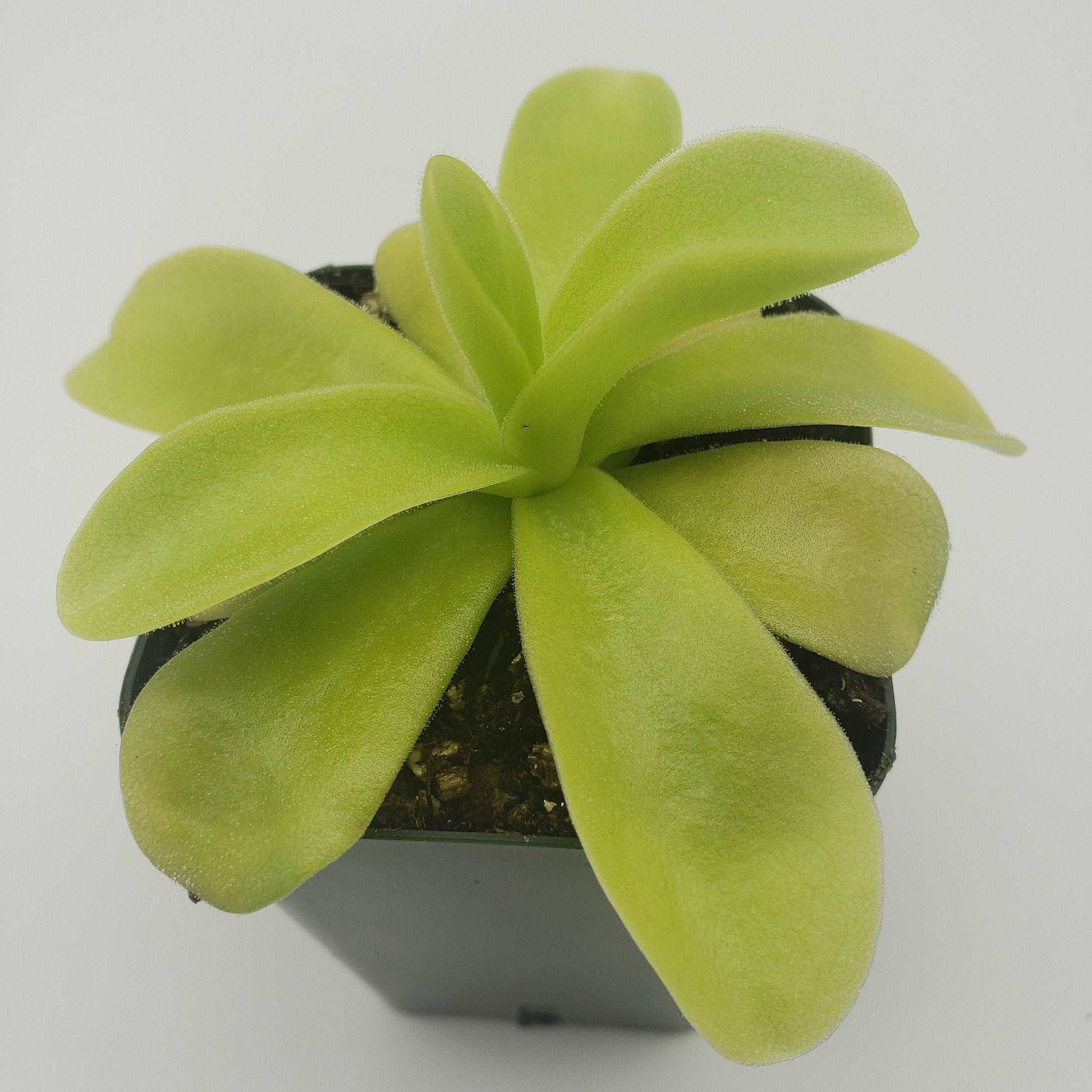 Pinguicula gigantea Rainbow Carnivorous Plants LLC