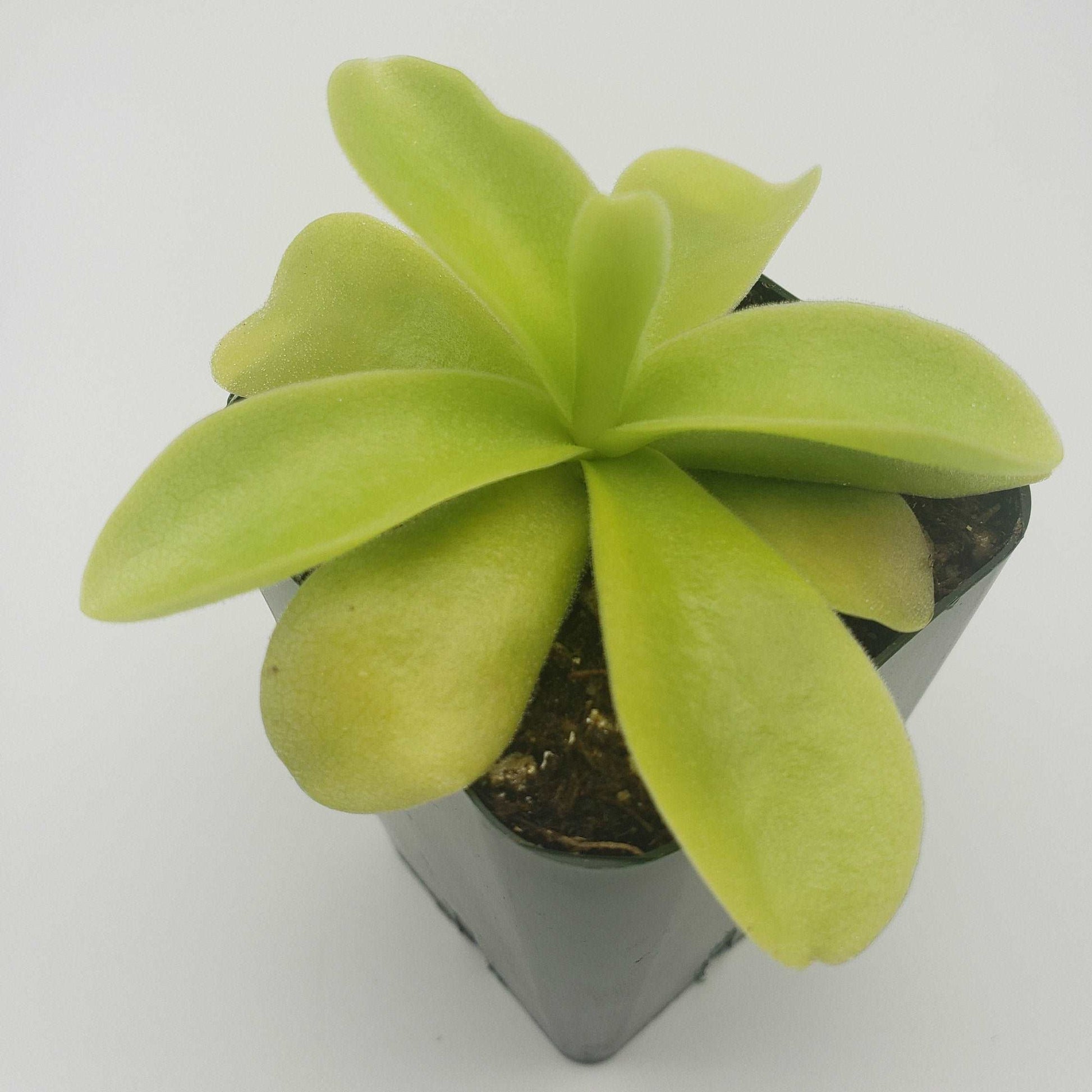 Pinguicula gigantea Rainbow Carnivorous Plants LLC