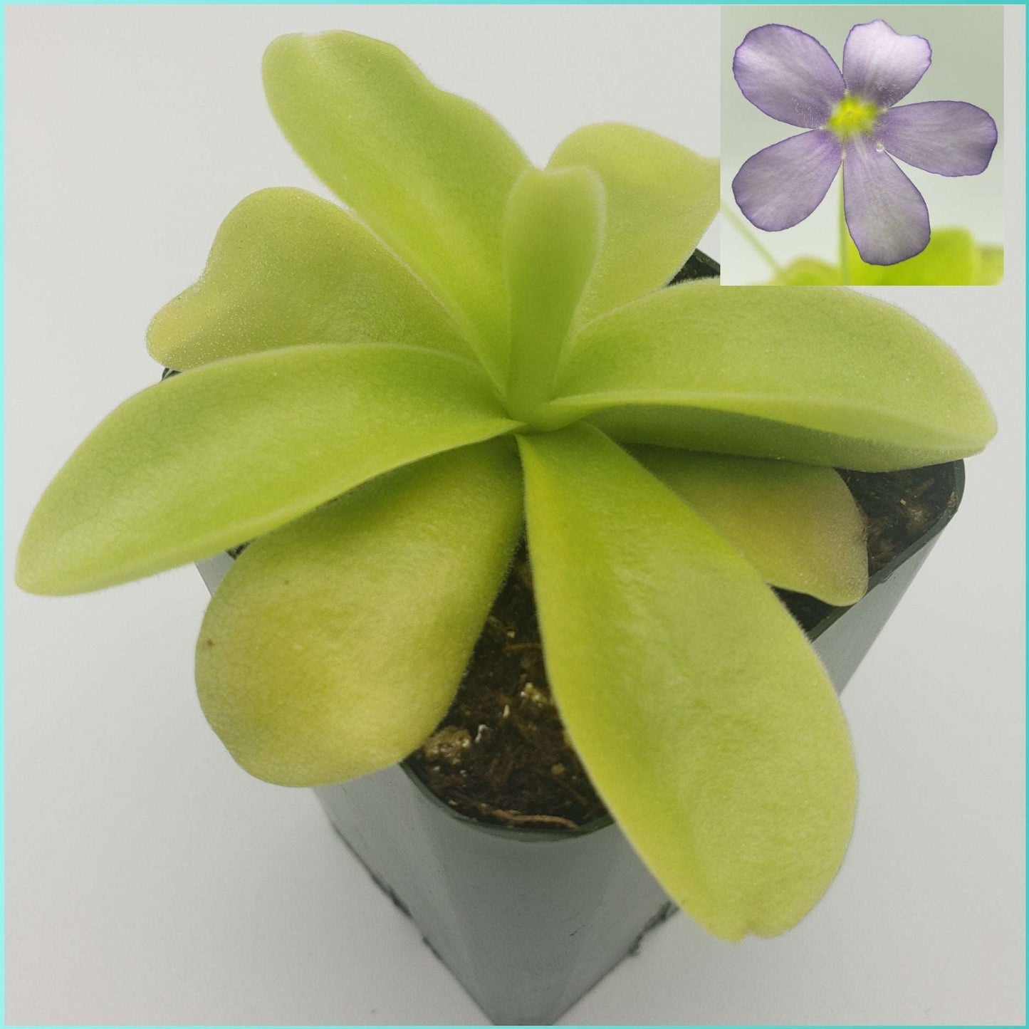 Pinguicula gigantea Rainbow Carnivorous Plants LLC