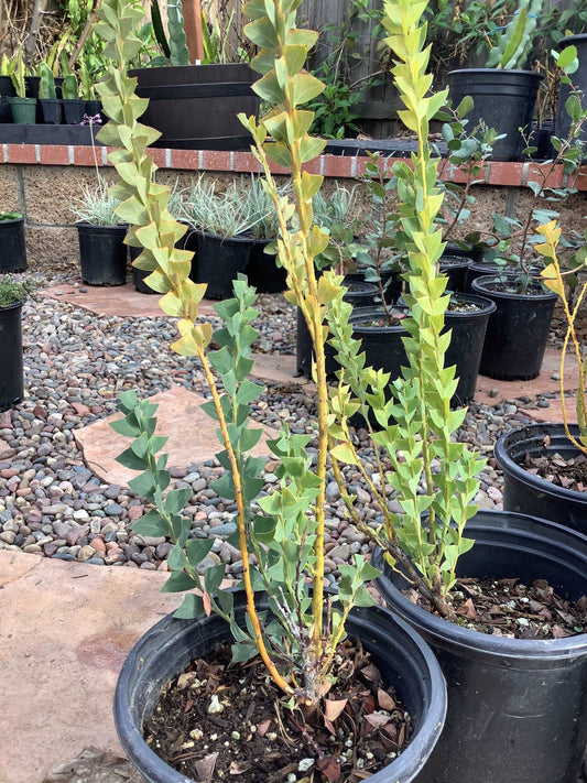 Acacia cultriformis Knife-leaf Acacia, Knife-leaf Wattle One Gallon Plant Healtny Harvesters