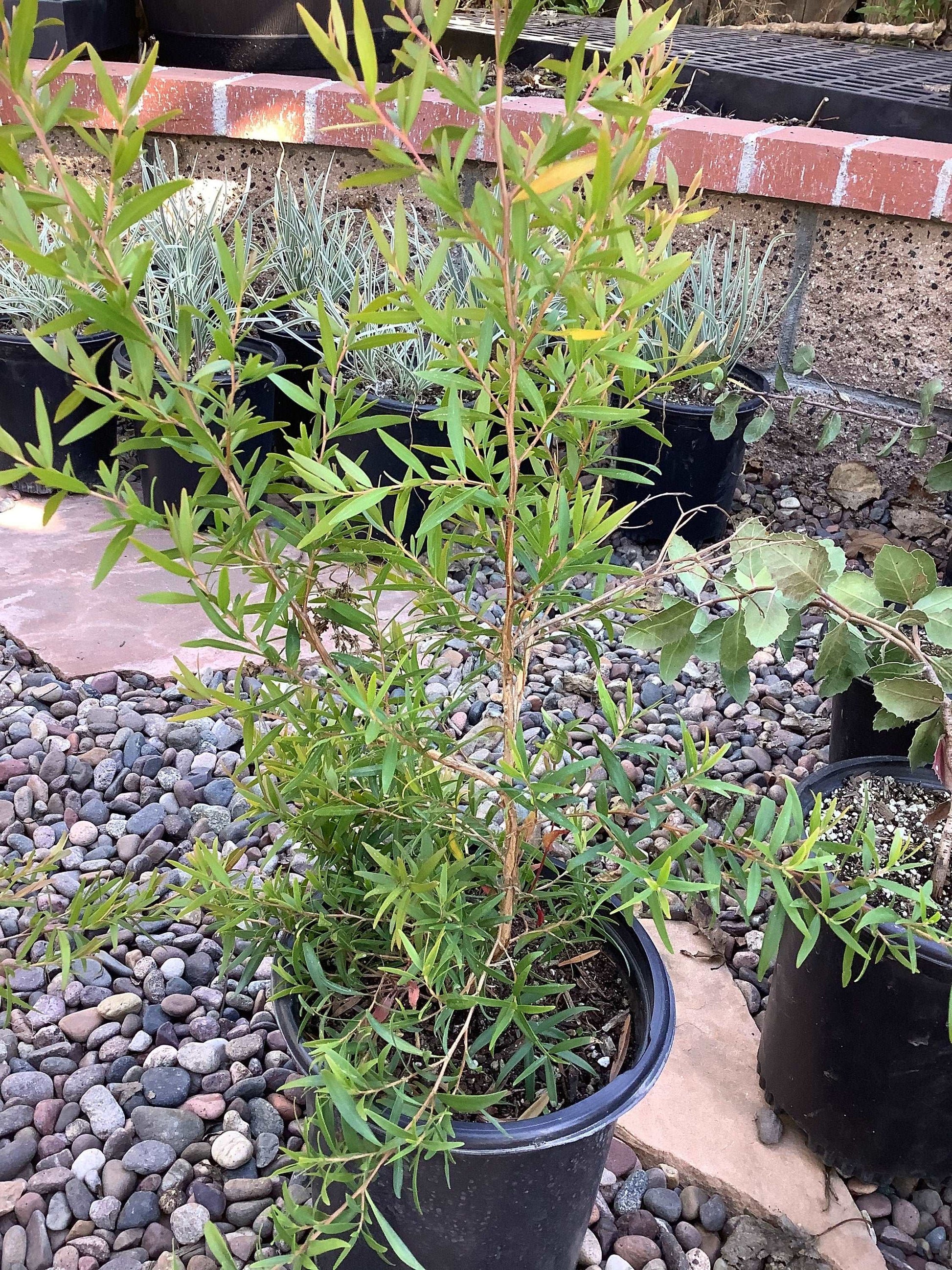 Lemon-Scented Tea Tree Leptospermum petersonii Healthy Harvesters
