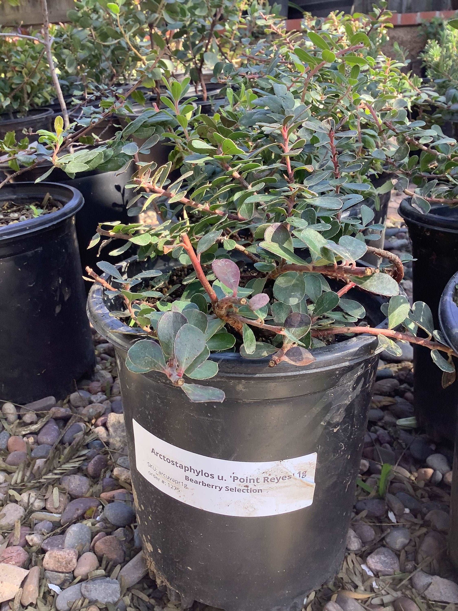 Arctostaphylos uva-ursi Point Reyes Manzanita One Gallon Plant