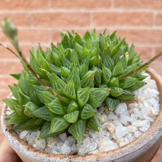 Haworthia Retusa Star Cactus