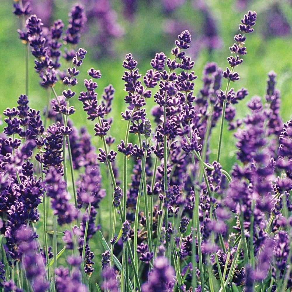 Common English Lavender Lavandula angustifolia Plant Healtny Harvesters