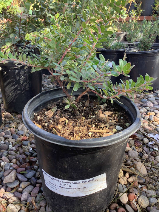 Arctostaphylos edmundsii 'Carmel Sur' Manzanita Tree Healthy Harvesters