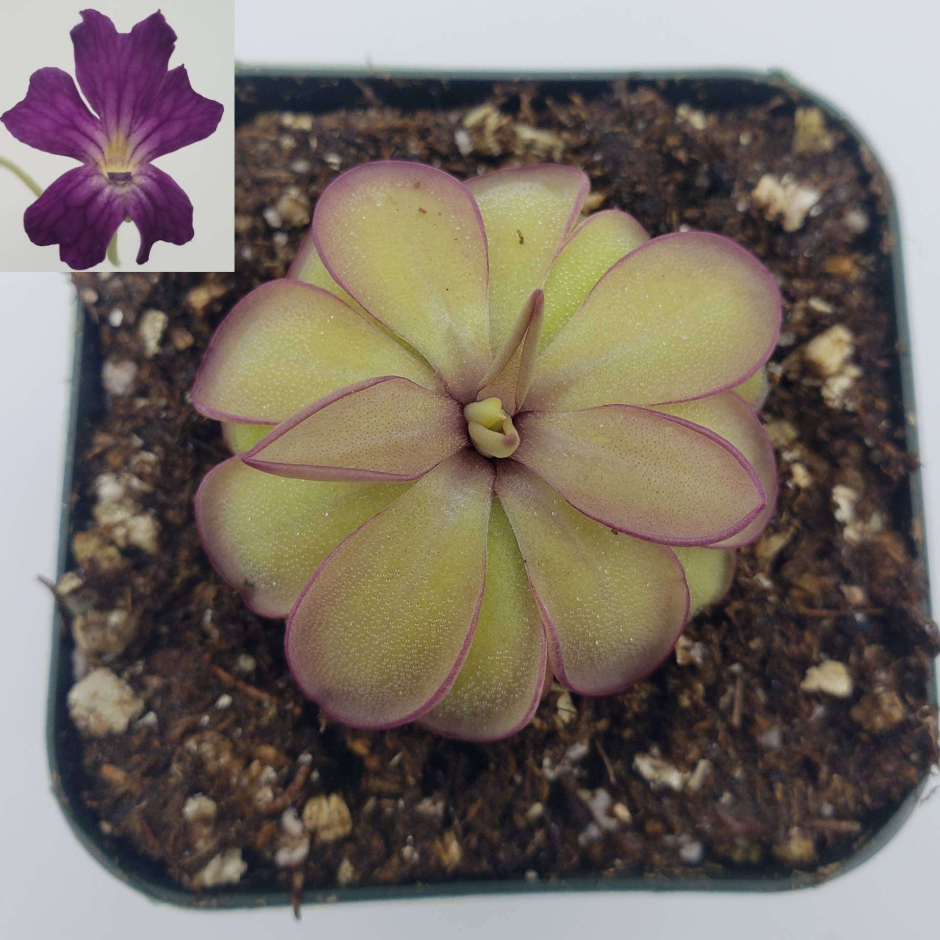 Pinguicula laueana x emarginata Rainbow Carnivorous Plants LLC