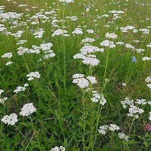 Common Yarrow Achillea millefolium Plant Healthy Harvesters