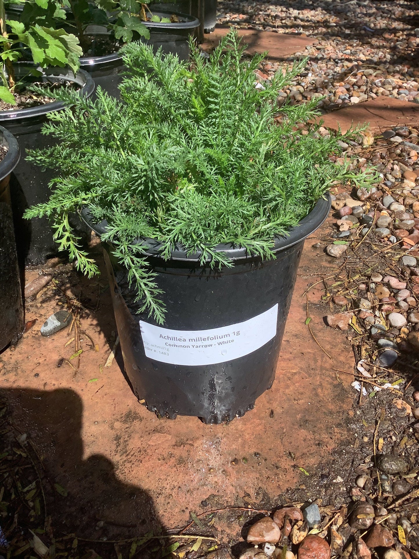 Common Yarrow Achillea millefolium Plant