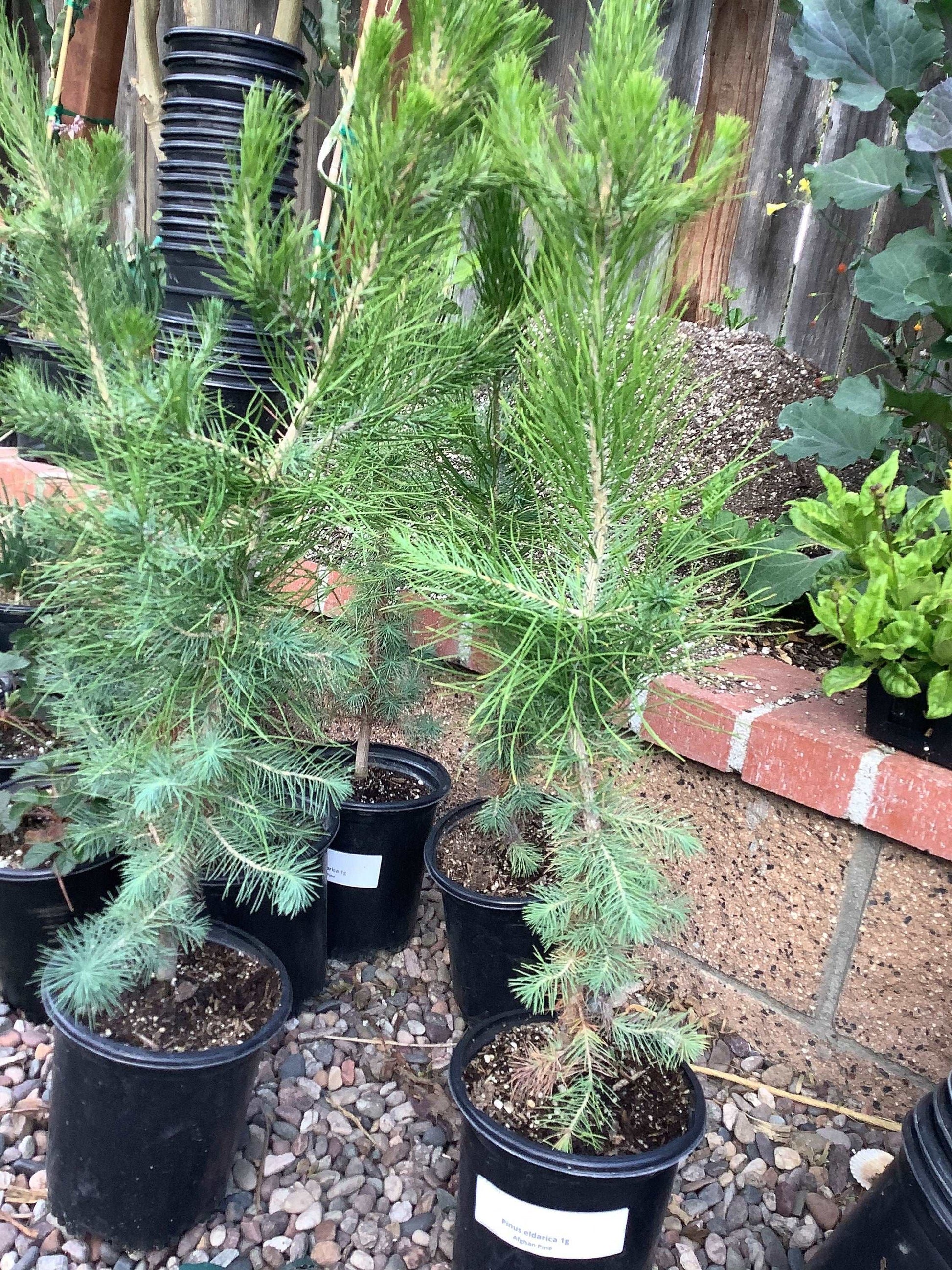 Afghan Pine Plant