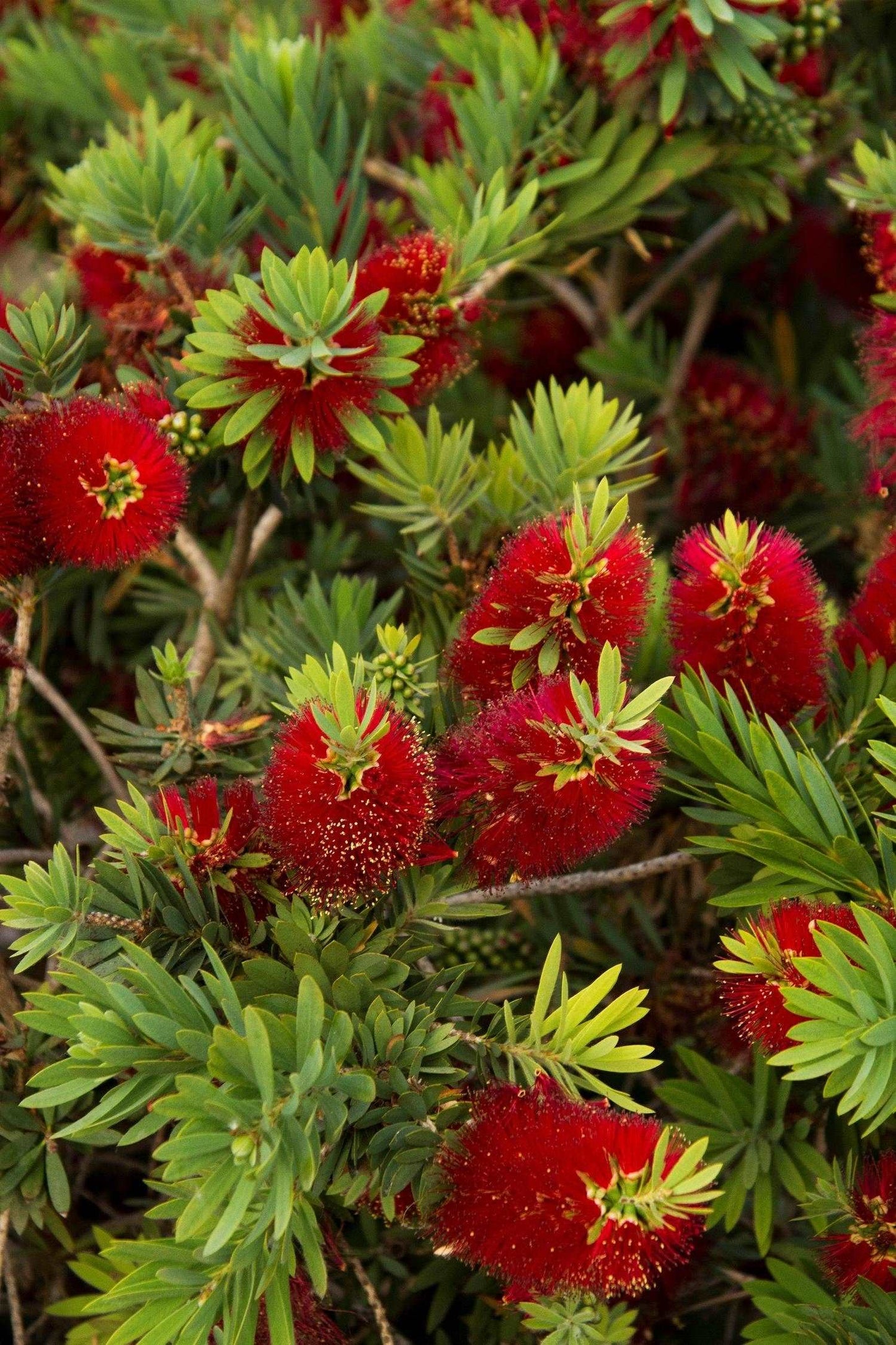 Little John Bottlebrush