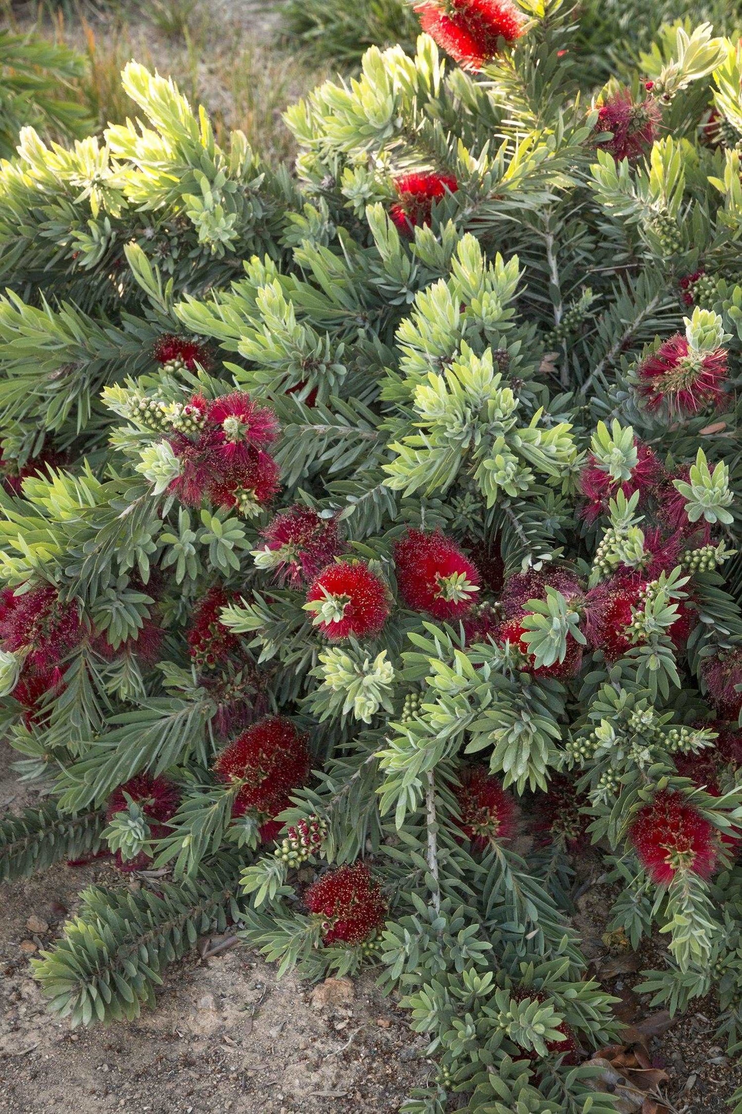 bottlebrush little john