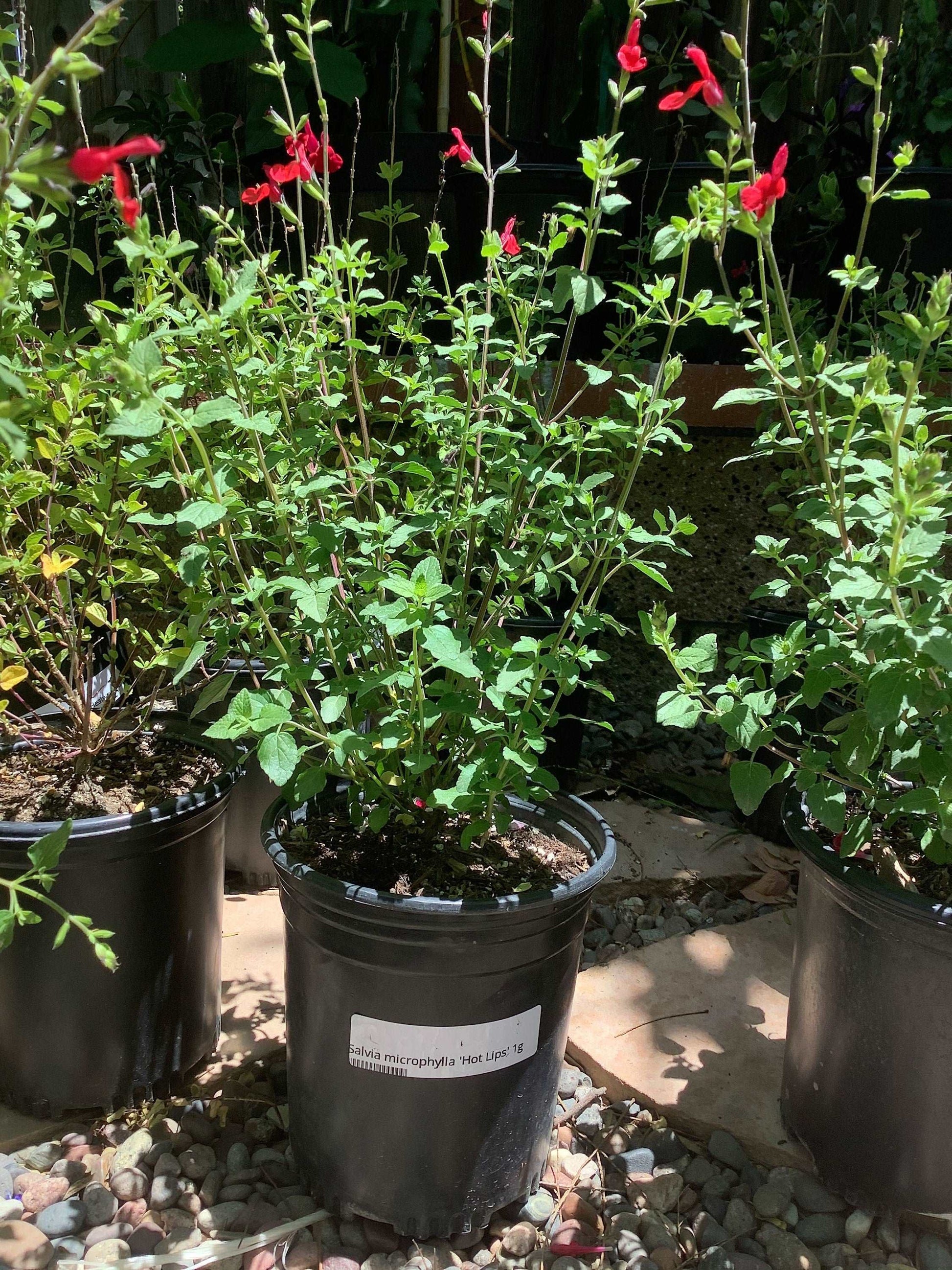 Hot Lips Sage Salvia microphylla