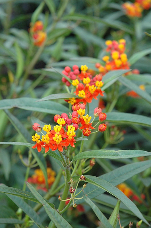 4 Red Butterfly Milkweed Asclepias curassavica 'Red Butterfly' Plants