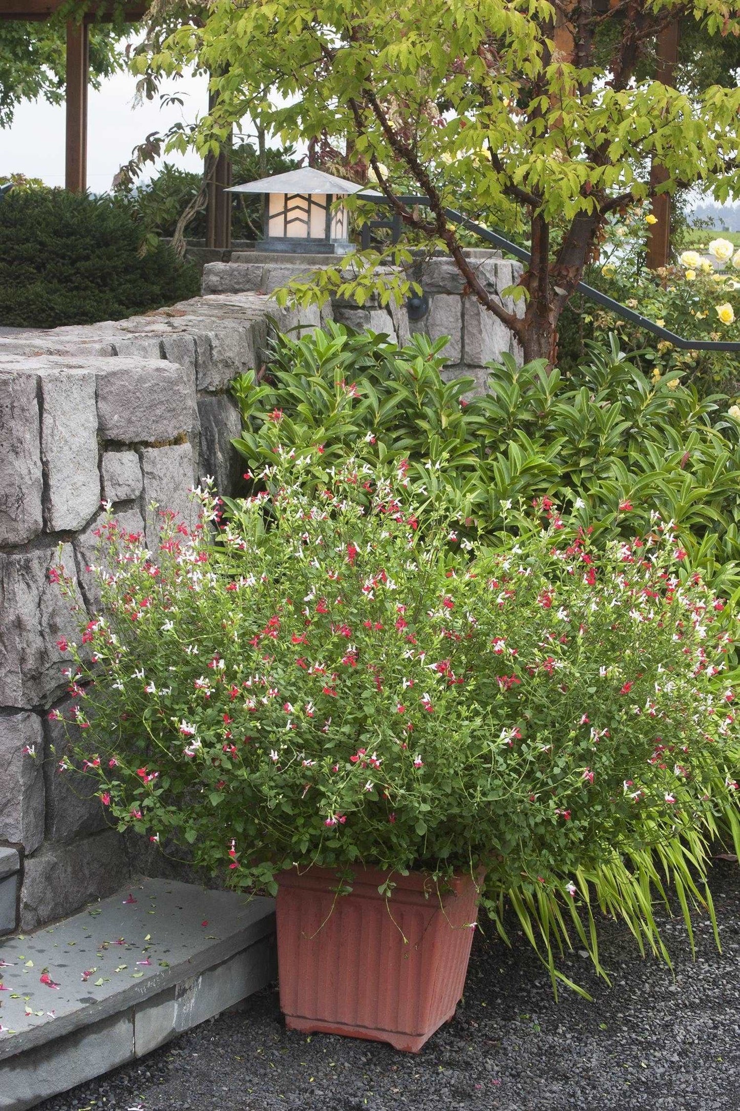 Hot Lips Sage Salvia microphylla plant