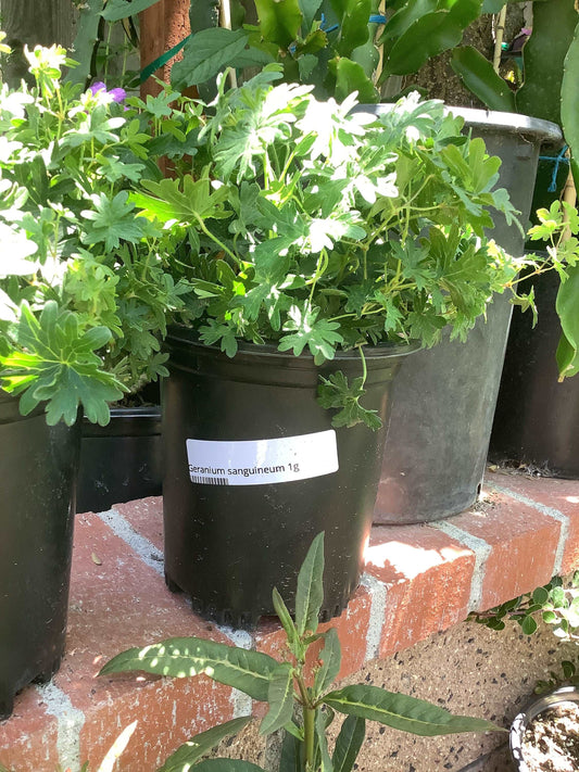 Bloody Cranes Bill Geranium sanguineum Plant Healthy Harvesters