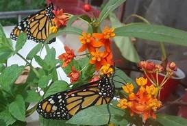 4 Red Butterfly Milkweed Asclepias curassavica 'Red Butterfly' Plants
