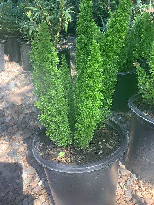 Asparagus densiflorus 'Myers' (Foxtail Fern) Healthy Harvesters