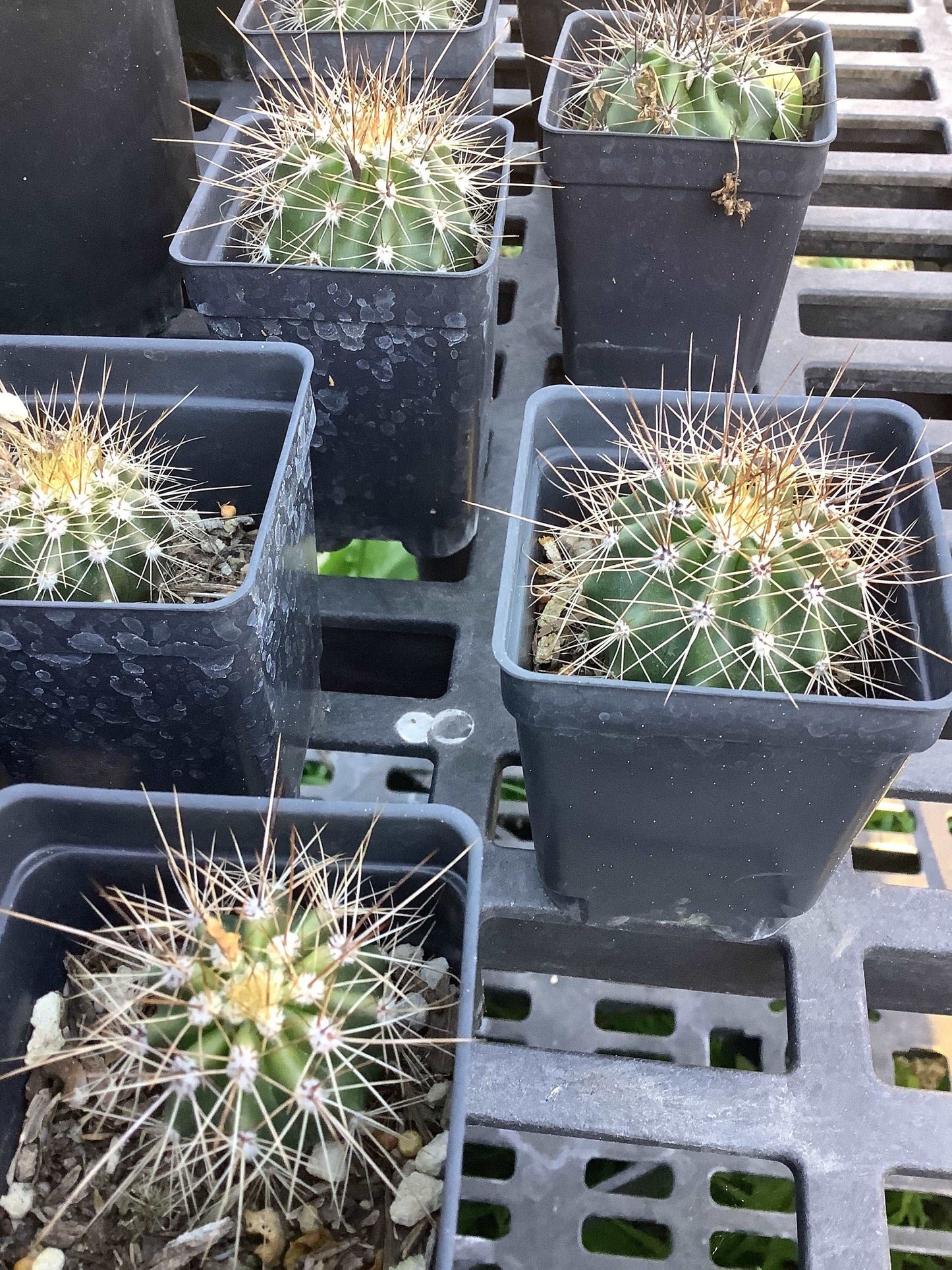 50 Saguaro Giant Cactus  Seeds Healthy Harvesters
