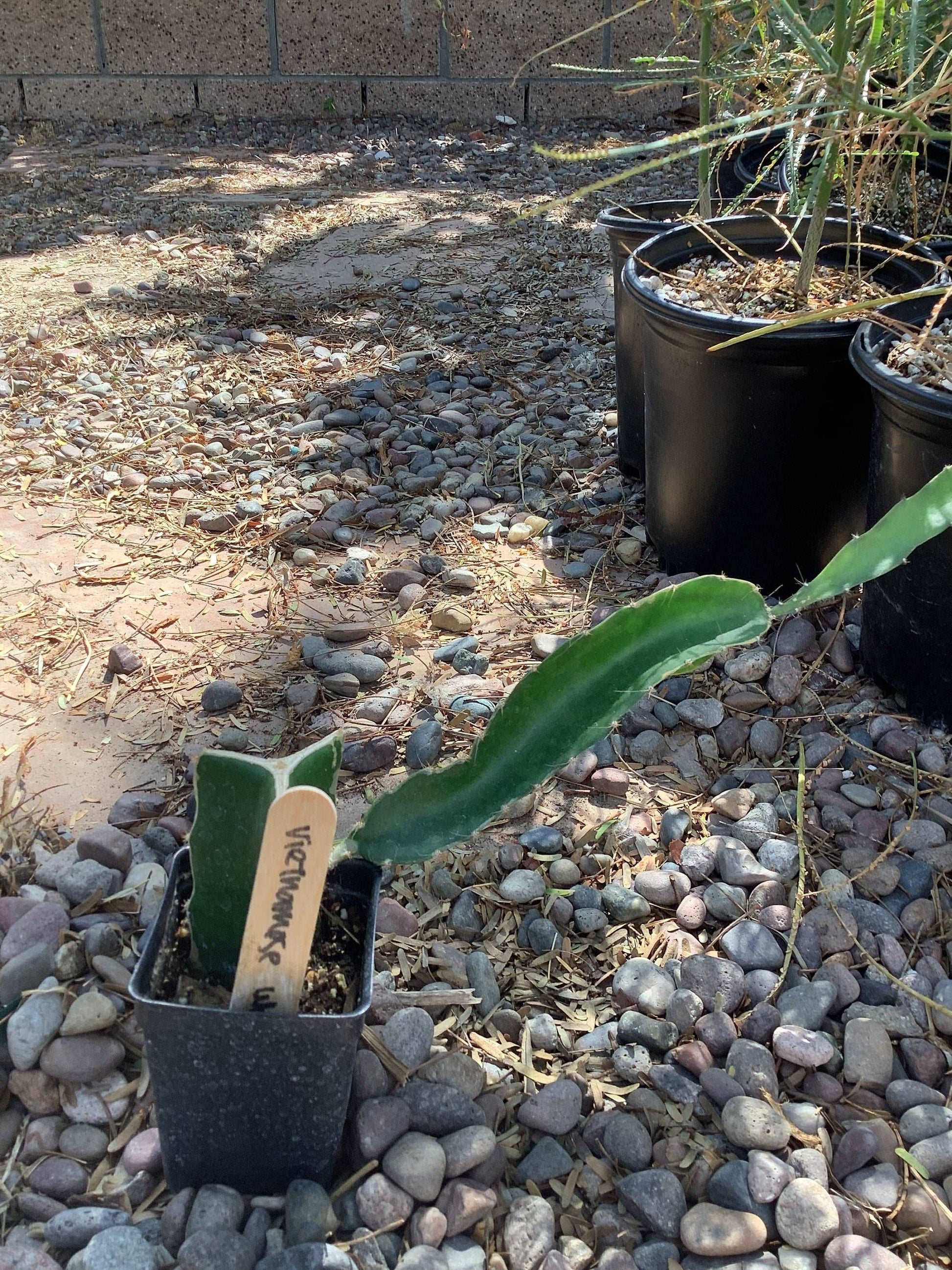 1 White Vietnamese Dragon Fruit Rooted Plant Healthy Harvesters