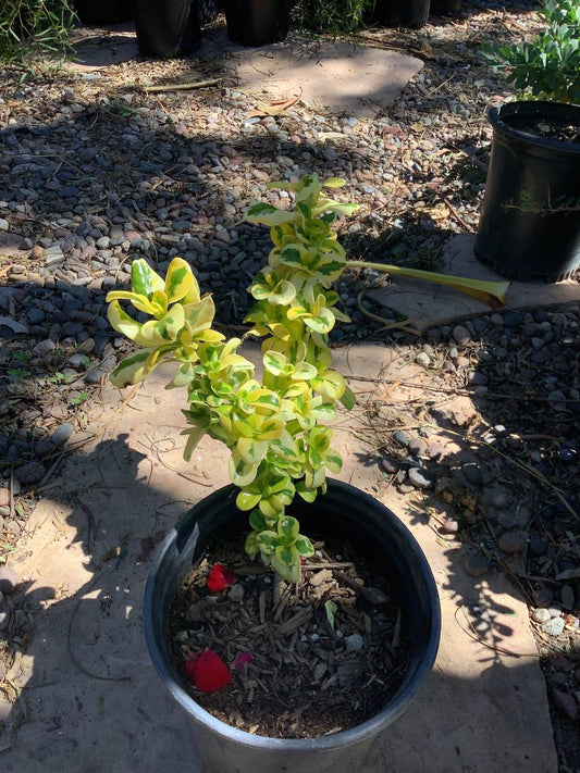 Mirror Bush Taupata Gold Coprosma Coprosma bauri 'Taupata Gold' Plant One Gallon Size Healtny Harvesters