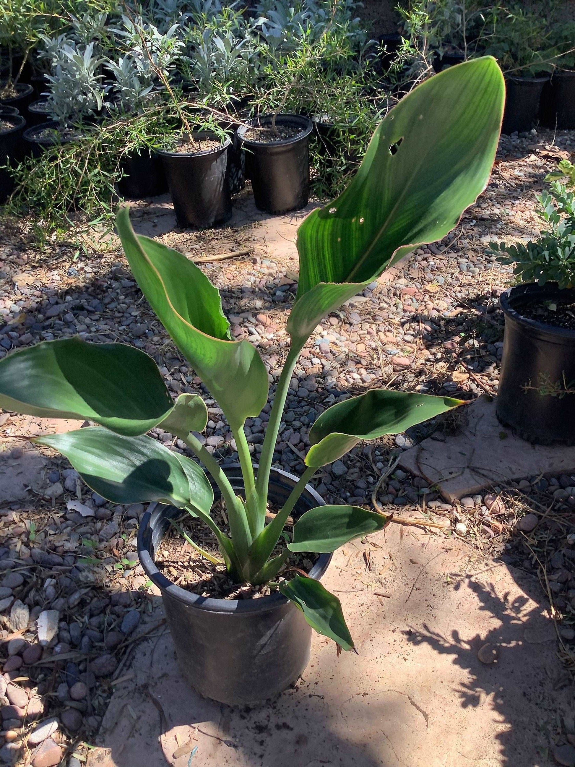 Orange Bird of Paradise Plant Strelitzia reginae