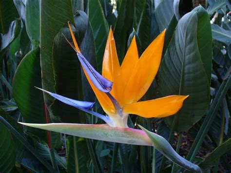 Orange Bird of Paradise