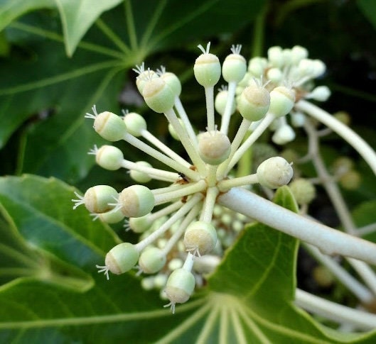 Fatsia japonica, Japanese Aralia, Japanese Fatsia, or Aralia Japonica Plant 1 Gallon Size Healtny Harvesters