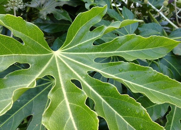 Fatsia japonica, Japanese Aralia, Japanese Fatsia, or Aralia Japonica Plant 1 Gallon Size Healtny Harvesters