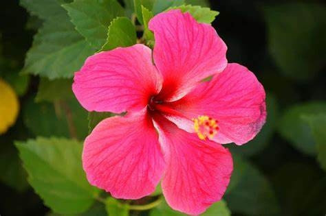 Tropical Hibiscus 'Lipstick' Pink Flower Plant 5 Gallon