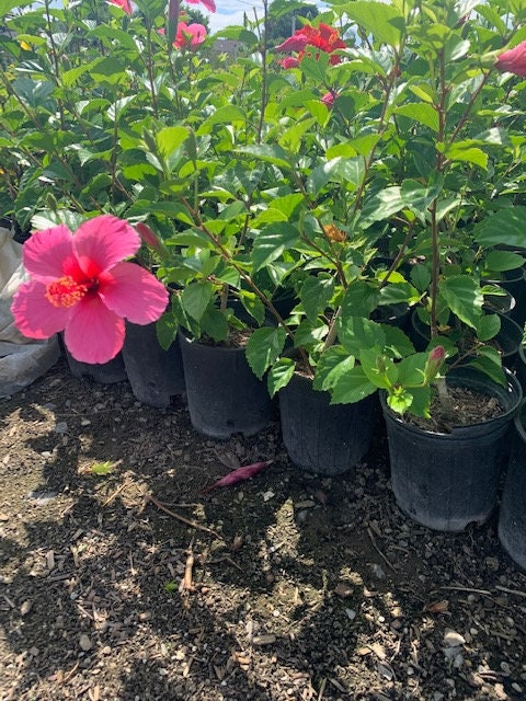 Tropical Hibiscus 'Lipstick' Pink Flower Plant 5 Gallon Healthy Harvesters