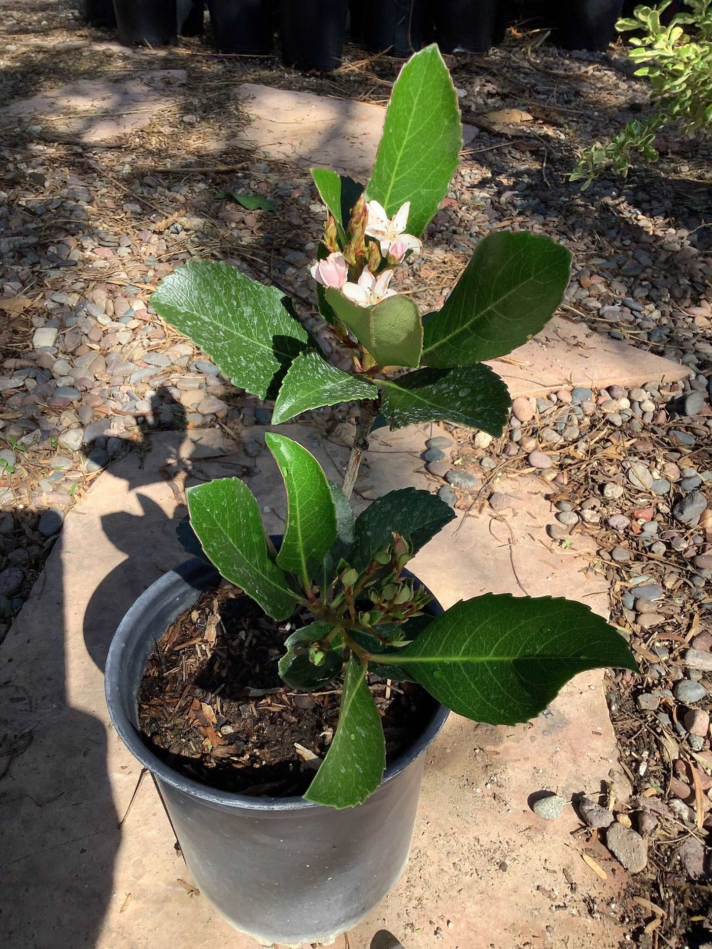 Indian Hawthorn Tree  Rhaphiolepis 'Majestic Beauty' Healtny Harvesters