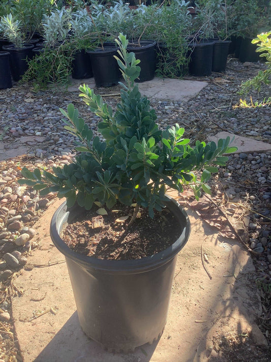 Dwarf Tea Tree Plant Leptospermum l. 'Reevesii' Healtny Harvesters