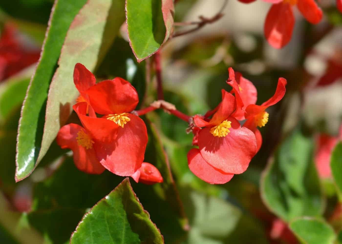 Dragon Wing Begonia Plant Healtny Harvesters