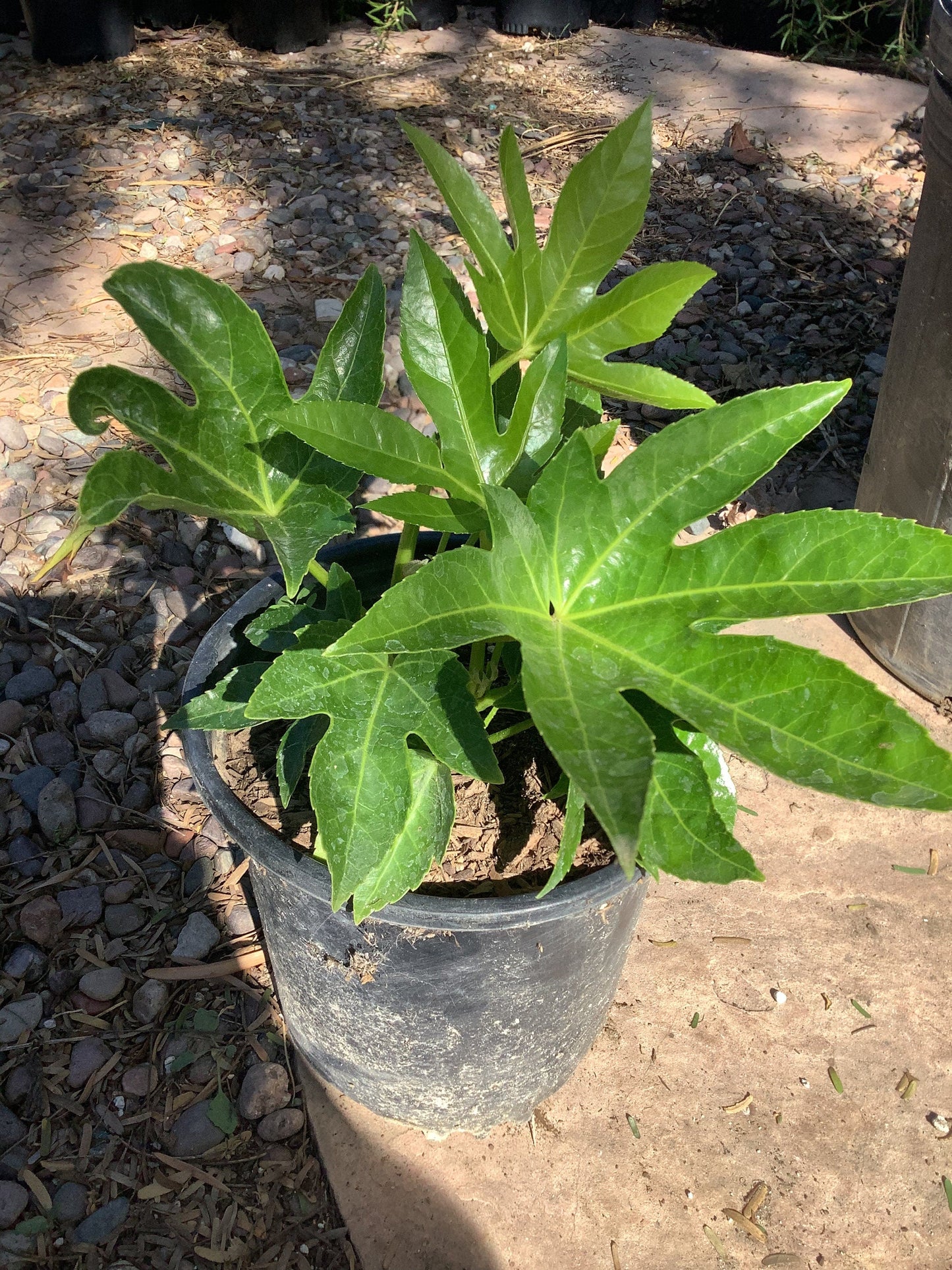 Fatsia japonica, Japanese Aralia, Japanese Fatsia, or Aralia Japonica Plant 1 Gallon Size