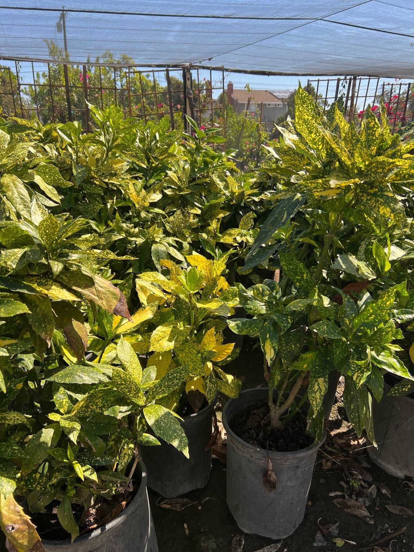 Aucuba japonica Gold Dust Verigated Japanese Laurel Plant 1 Gallon Size Healthy Harvesters