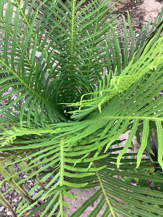 Silver Lady Fern Blechnum gibbum Plant 1 Gallon Container Size Healtny Harvesters