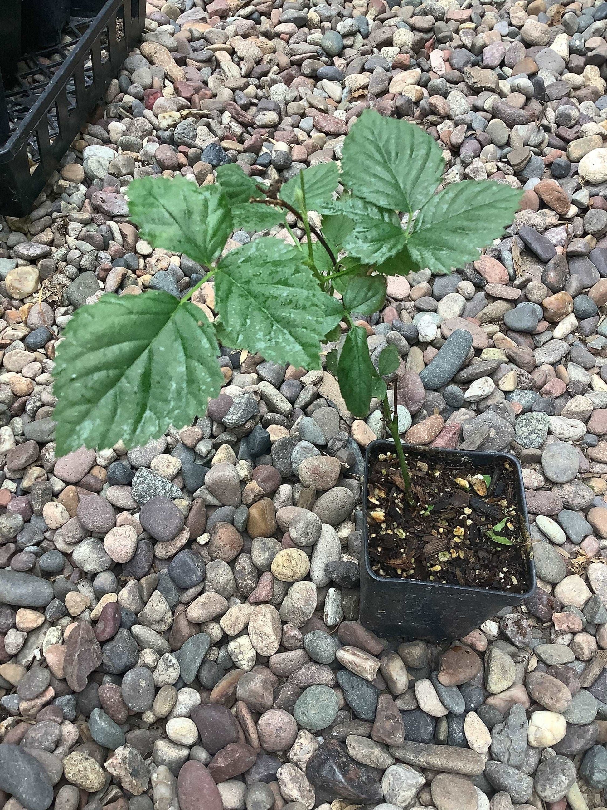 2 Sweetie Pie  Thornless Blackberry Plants Healthy Harvesters